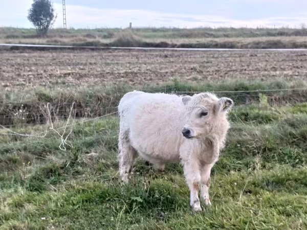 Бык, Галловейская корова