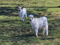 母牛, Galloway cow — 照片 3