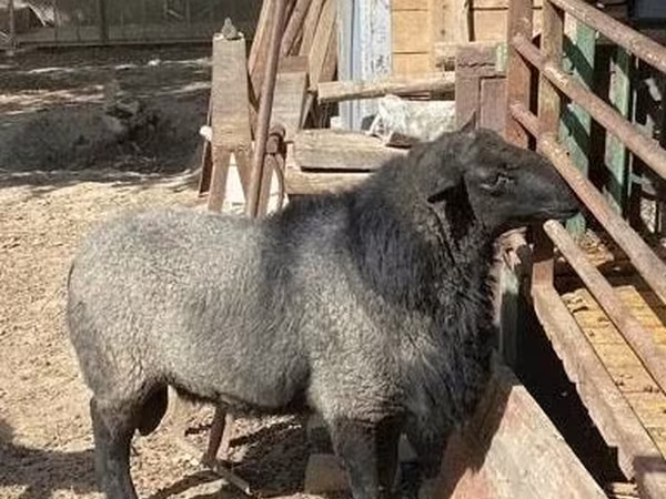Widder, Romanov sheep