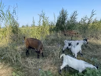 Cabra, Czech Brown Shorthaired goats — foto 6