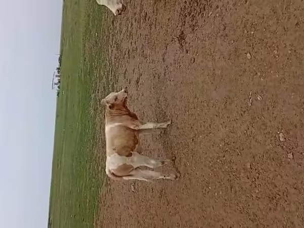 بقرة, Simmental cattle