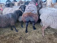 Carnero, Hissar sheep — foto 3