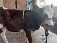 Bulle, Simmental cattle — Foto 6