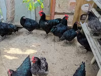 Australian Pit Game fowl — photo 3