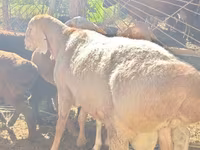 मेढ़ा, Rhon sheep — फ़ोटो 1