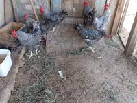 Chickens — photo 6