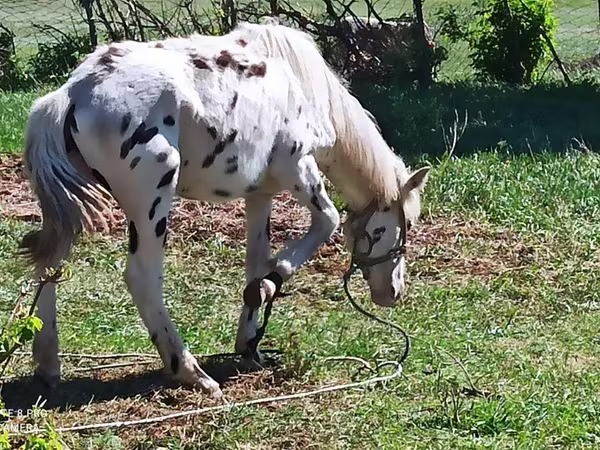 حصان, Appaloosa