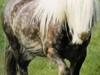 حصان, Gypsy horse — الصورة 2