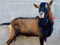 عنزة, Alpine goat — الصورة 4