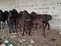 كبش, Hissar sheep — الصورة 3