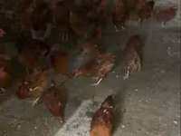 Chickens — photo 3