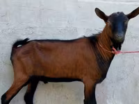Cabro, Alpine goat — foto 4