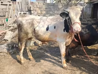 ثور, الماشية — الصورة 1