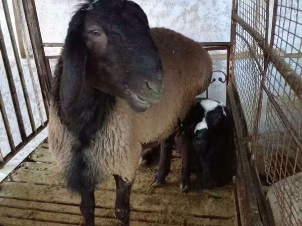 Carnero, Blackheaded Persian sheep