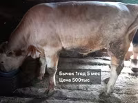 ثور, Simmental cattle — الصورة 1