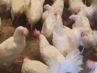 Chickens — Foto 5