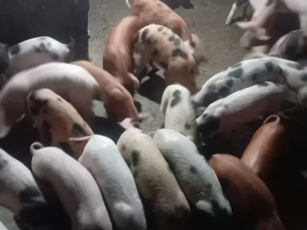Eber, Schweine