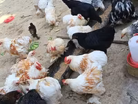 पेकिन बैंटम — फ़ोटो 2