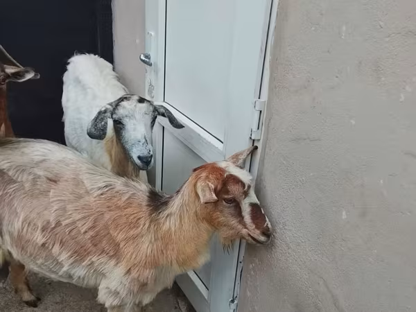बकरी, बकरियाँ