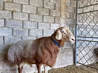Carnero, Arashan sheep — foto 4