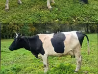 Cow, Simmental cattle — photo 3