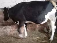 Cow, Russian Black pied cattle — photo 6