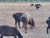 Widder, Blackheaded Persian sheep — Foto 8