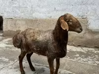 أغنام (دفعة، الجنس غير محدد), الأغنام — الصورة 5