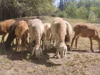 Ram, Afghan Arabi sheep — photo 7