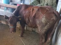 母牛, Latvian Blue cattle — 照片 4