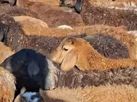 ناقة, الجمال — الصورة 4