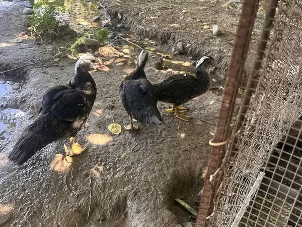 Ducks