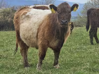 母牛, Galloway cow — 照片 4