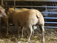 Ram, Charollais sheep — photo 1