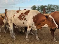 بقرة, Swiss cattle — الصورة 2