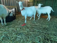 عنزة, Saanen goat — الصورة 7