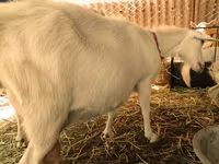 Cabras (lote, sexo no especificado), Pomellata goat — foto 7