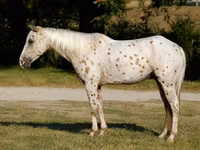 Horse (M), Appaloosa — photo 4