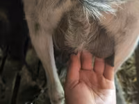 Goat, Goats — photo 4