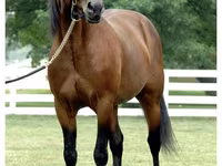 حصان, Standardbred — الصورة 3