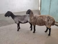 Sheep, Sheep — photo 1