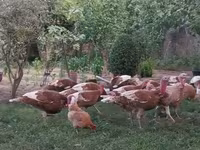 بوربون الأحمر — الصورة 1