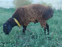 Widder, Qashqai sheep — Foto 1