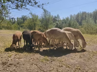Ram, Afghan Arabi sheep — photo 3