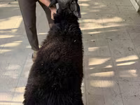 Ram, Sheep — photo 3