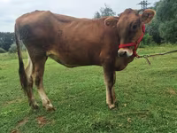 गाय, अलाताऊ नस्ल — फ़ोटो 4