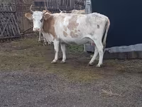 Kuh, Simmental cattle — Foto 2