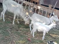 Ziege, Dutch Landrace goats — Foto 3