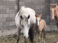 فرس, Mugalzhar horse — الصورة 3