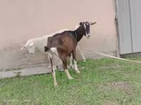 Коза, Альпийская коза — фото 1